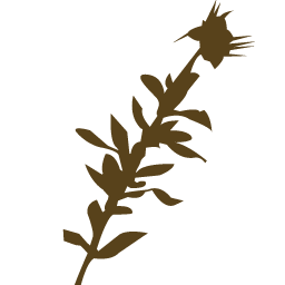 tormentosa